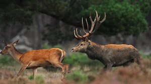 The World’s Largest Deer and the Wild Places They Call Home