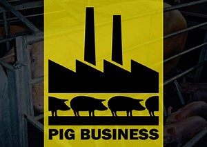African Swine Fever has struck a huge factory farm in Poland, 93 miles from the German border. It is owned by the world’s largest pork producer, US-based giant, Smithfield Foods, and 10,000 piglets are to be culled with immediate effect. This very same pig factory was featured in my (2009) documentary, Pig Business. The original film broadcast on Channel 4 was heavily censored, but today we are releasing ‘Pig Business, The Full Tail’ - the uncensored version which shows the true cost of factory 