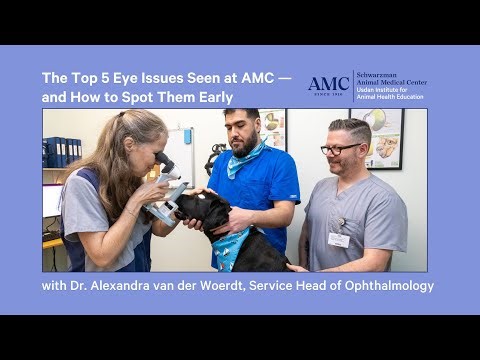 Top 5 Eye Issues at AMC — and How to Spot Them Early