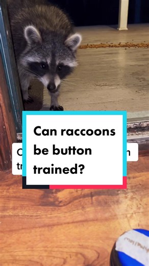 Baby Raccoon Training: Step-by-Step Guide