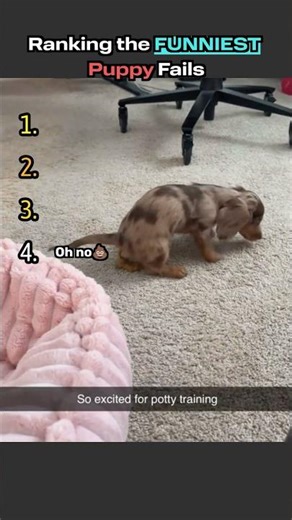 Ranking the FUNNIEST Puppy Fails... #funny #dog #cute#shorts