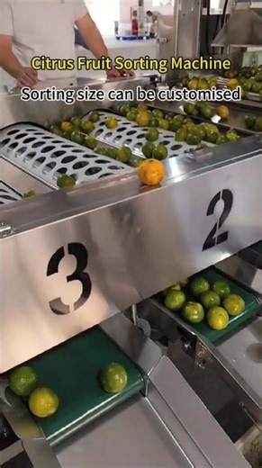 Citrus Fruit Sorting Machine