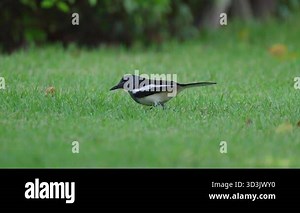 Oriental Magpie Robin feed on insects in the grass Stock Video Footage - Alamy