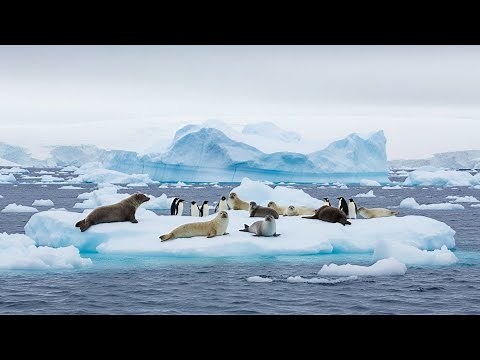 Life of animals in the Arctic