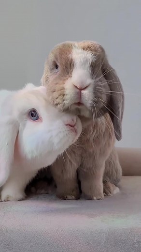 Order Attention for Your Bunnies at PetSmart!