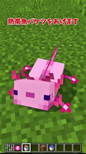 【マイクラ】ウーパールーパーにハートマークをずっとつける方法