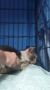 6.6K views · 1.2K reactions | Archie and Helen ( Tommy's Rescue ) having a lovely moment. He will have his big day at the vets this Wednesday where he will get the works so stay tuned Enjoy this moment  | My Little Kittie | Facebook