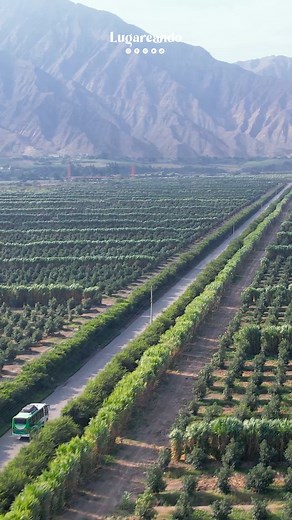 Hermosos cultivos en la ruta Trujillo - Cascas ✨ #ascope #cascas #trujillo #peru | Lugareando