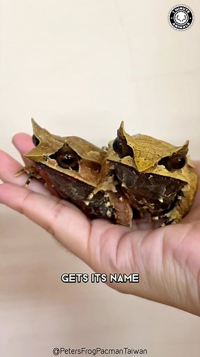 396K views · 10K reactions | Horned Frog  WEIRDEST Frog Ever?! | 1 Minute Animals This frog is truly something else. Its appearance is so bizarre, you won't believe it's real. With its massive mouth and prominent "horns," the horned frog looks more like a creature from mythology than a real amphibian. Discover the secrets of this weird and wonderful animal. @top fans #HornedFrog #frog #frogs #amphibians #frogsofinstagram | 1 Minute Animals | Facebook