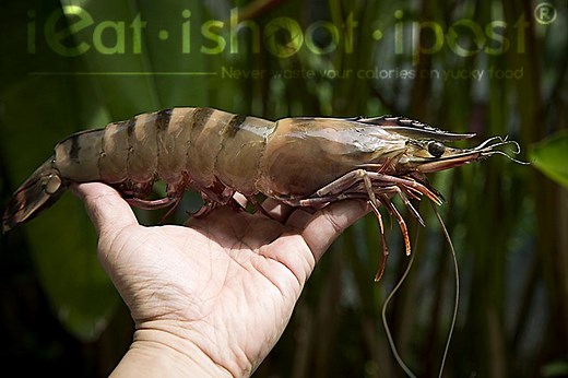 Which are better king or tiger prawns? [2025] | QAQooking.wiki