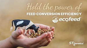 Hold the power of Feed Conversion Efficiency 🍃 The power to become more efficient, profitable and sustainable 🍃 Creating a greener, brighter future through EcoFeed® genetics! EcoFeed® is data-proven genetics for Feed Conversion Efficiency, increasing profitability and global sustainability. EcoFeed® cows need 24% LESS feed while maintaining production compared to their herd mates! Include EcoFeed® in your genetic strategy to ensure the optimum cost effective ration over milk production! EcoFee