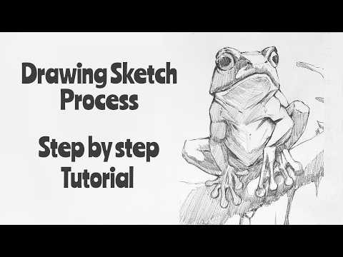 How to draw a frog | Pencil sketch tutorial