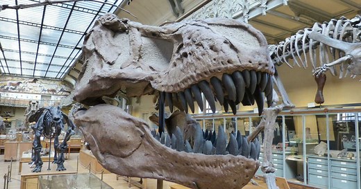 Extinction des espèces : les cinq crises majeures de la biodiversité