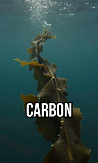 Nature hides surprises #ocean #science #kelp