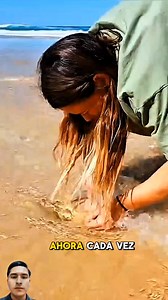 17K views · 78 reactions | Insecto peligroso de 3 metros , gusanos de playas Australiano. Descúbrelo en el vídeo. #history #interesante #educacion #investment #salud #nature #belleza #videovirales #viralvideo #viralvideo #aprendiendojuntos. | Wily Vlog Lopez | Facebook