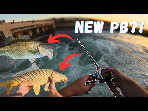 CHAOS in Imperial Valley | The Striped Bass Are Near