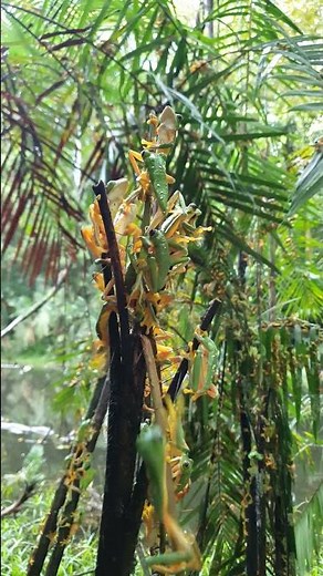 Tree Frogs Gather to Breed || ViralHog
