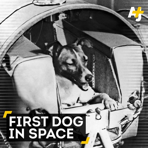 On the 60th anniversary of her launch, this is the sad story of the first dog in space. | AJ