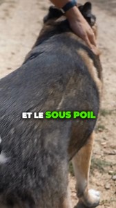 🤩 La brosse de sous-poil: le bonheur quand il s'agit d'enlever beaucoup de poils à son chien ! Aujourd'hui, on se focus sur cet outil qui est génial quand il s'agit de donner un bon bain d'air frais à son chien ! ☀️🥵 Vous sentez que votre chien a trop chaud ? Utilisez cette brosse, ça lui fera le plus grand bien ! ⭐ #chien #dog #brossage #santechien #educationcanine #viedechien #conseilscanins #educdog | Educ Dog