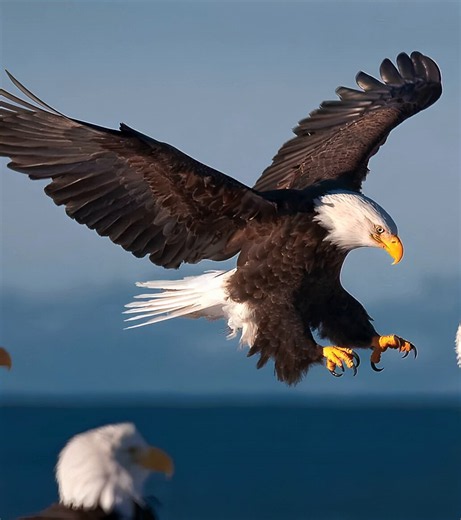 WOW: 🇺🇸 In the US, it's illegal to hold a single bald eagle feather, even if it naturally fell off a bird on your own private property.It carries a $100,000 fine and 1 year in prison. 😳