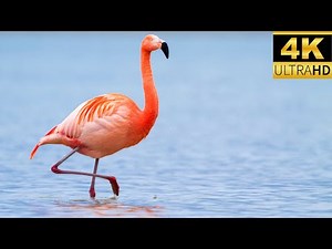 | Flamingo Fun| Exploring the Beauty of Flamingos| 4K UHD VIEWS | With relaxing music