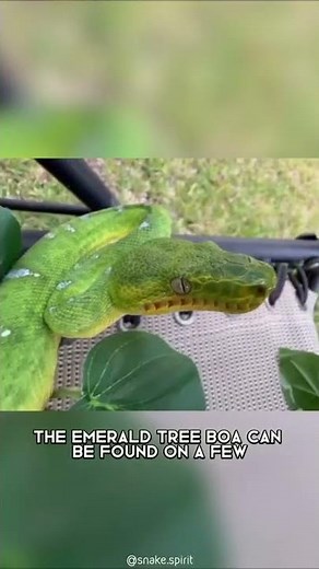 Emerald Tree Boa 🐍 One Of The Most Beautiful Snakes In The World #shorts #emeraldboa #snake