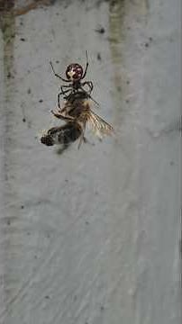 Quelques araignées avec leurs proies