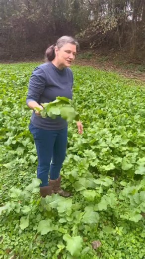 While we wait on the turnips to harvest… we pick the greens! 🧑‍🌾 #electroculture #gardenideas #organicgardening #gardentips #turnipgreens | Organic Electroculture