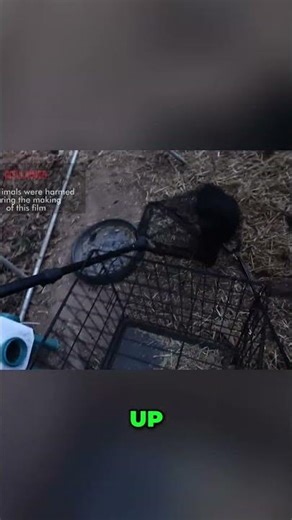 See How We Handle Aggressive Chickens 🐔😳