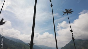 Establishing large wax palm trees and colombia cocora valley on sunny day