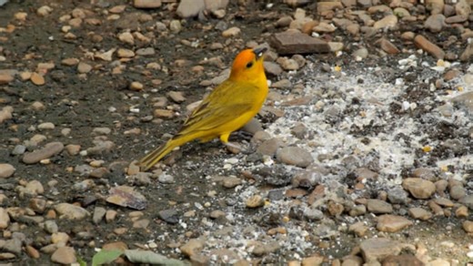 Canary, Canary Bird, Bird. Free Stock Video