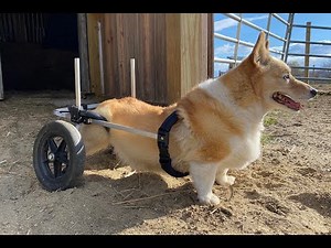 Placing a pet into Rear Support Wheelchair
