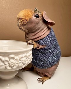 Guinea Pig Sweater - Etsy Australia