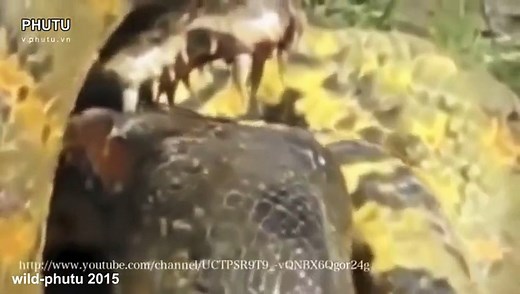 Python Snake VS Crocodile Fight - Anaconda