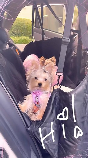 Lily the yorkie | Daisytheyorkie2020