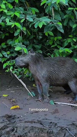 TAMBOPATA 🇵🇪 The Heart of Peru’s Amazon | A Jungle You’ll Never Forget