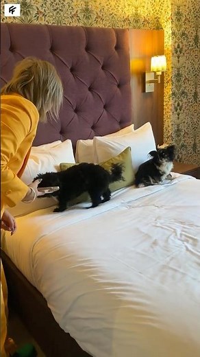 Behind the Scenes: Dog-Friendly Hotel Video Shoot at Burnham Beeches Hotel 🐾🎥 #hotelvideography