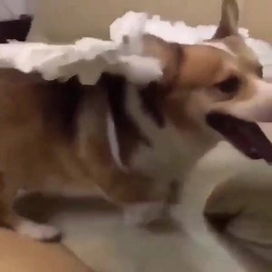 33K views · 853 reactions | Vuela perrito, vueeeelaaaaaa. | El Robot de Linneo | Facebook