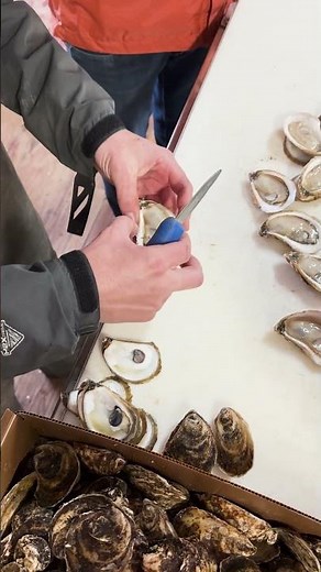 How to Shuck an Oyster