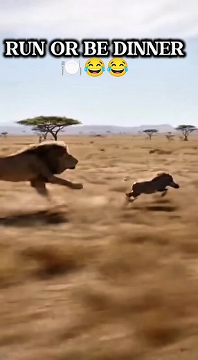 Warthog vs Lion: A Hilarious Wildlife Encounter