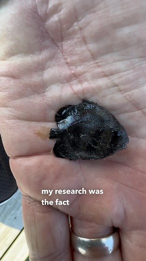 Check out this fish! #spadefish #chesapeakebay #fishing | By the Water