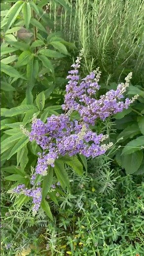 Vitex Agnus Castus In Flower, Chaste Tree #vitex #gardening #flowers #floweringplants #shorts