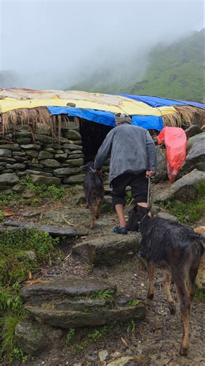 Heavy Rain in a Remote Himalayan Village | Rescuing Calves to Safety Traditional Village Life #viral