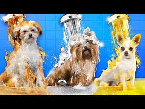 Nós Adotamos Cães Ouro vs Prata vs Bronze !