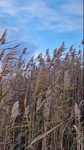 Dry reed lit by the sunset light swaying in the wind. Wild bulrush golden plant seeds