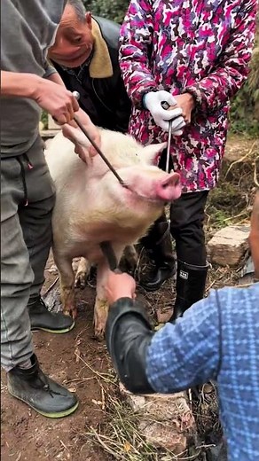 Traditional Giant Pig Processing for Food (Village Method)