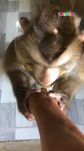 Lemme Tell You Dad, My Bowl Really Tasty!!😋 Jason Brag His Food 😂 | Monkey Jason