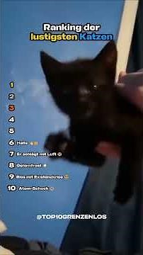 Top 10 funniest cat moments | Part 1 😭🐱