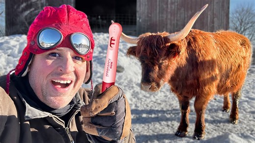 The Results of Testing Cows for Pregnancy