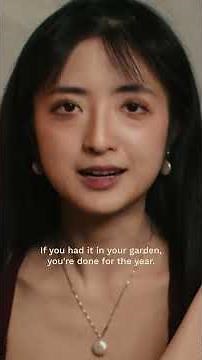 How a “Failed” Tea Became Famous